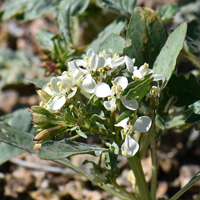 Woody Bottle-washer or Booth's Suncup, Eremothera boothii