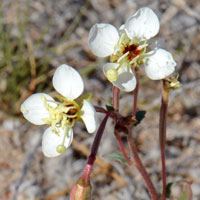 Chylismia claviformis