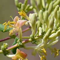 Chaparral Honeysuckle, Lonicera interrupta