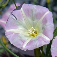 Paiute False Bindweed or Plateau Morningglory, Calystegia longipes