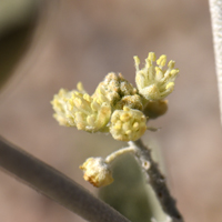 Leatherweed, Croton pottsii