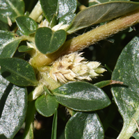 Khakiweed, flowers also cream or straw colored. Alternanthera pungens