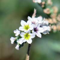 Salt Heliotrope or Heliotrope, Heliotropium curassavicum