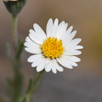 Whitedaisy Tidytips or Tidy Tips, Layia glandulosa