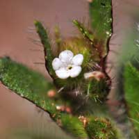 Arizona Popcorn Flower, Plagiobothrys arizonicus