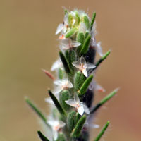 Desert Indianwheat or Woolly Plantain, Plantago ovata