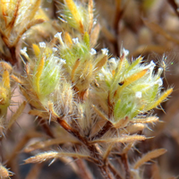 Cryptantha torreyana, usually tiny flowers in pairs. Torrey's Cryptantha