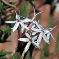 Bigelow's Bristlehead or Bigelow's Bush, Carphochaete bigelovii