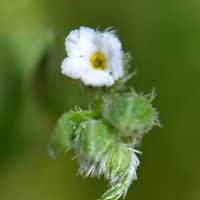 Curvenut Combseed, Pectocarya recurvata 