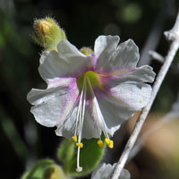 Desert Wishbone-bush, Mirabilis laevis