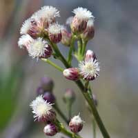 Seep Willow, Water Willow or Mule Fat, Baccharis salicifolia