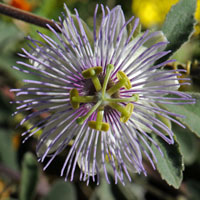 Arizona Passionflower or Passionflower, Passiflora arizonica