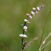 Coulter's Spiderling, Boerhavia coulteri