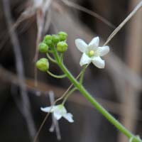 Wild Balsam Apple, Echinopepon wrightii