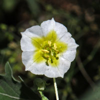 Sharpleaf Groundcherry or Wright Groundcherry; flowers whitish-yellow or yellow, Physalis acutifolia