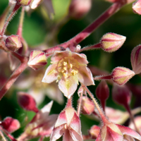 Baja Elephant Tree or Elephant Tree, flowers cream to whitish-yellow to pink, Pachycormus discolor