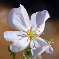 California Suncup, Oenothera californica