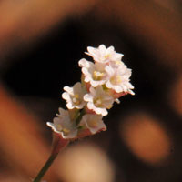 Boerhavia wrightii, Largebract Spiderling