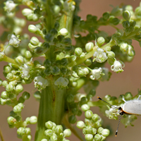 Beargrass Flowers white; in dense open clusters; sepals and petals similar in size and shape (known as tepals), Nolina microcarpa