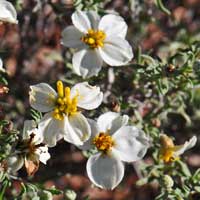 Desert Zinnia, Spinyleaf Zinnia or Wild-Zinnia, Zinnia acerosa