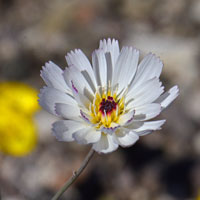 Parachute Plant or Gravel-ghost, Atrichoseris platyphylla