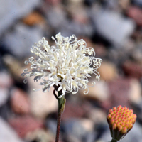 Chaenactis xantiana, Fleshcolor Pincushion