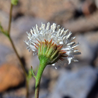 Chaenactis xantiana, Fleshcolor Pincushion