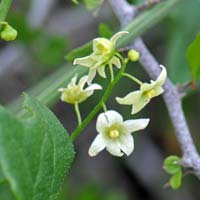 Wild Cucumber, Marah gilensis