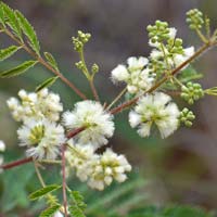 White-ball Acacia or Fern Acacia, Acaciellia angustissima