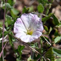 Field Bindweed, Convolvulus arvensis 