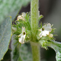 White or Common Horehound, Marrubium vulgare