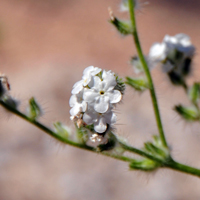 Bearded Cryptantha, Cryptantha barbigera