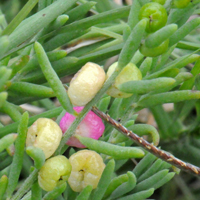 Ruby- or Barrier-Saltbush – fruits shown in photo, fruits variable, green, pink, white, orange, red or purple, Enchylaena tomentosa