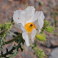 Southwestern Pricklypoppy, Argemone pleiacantha