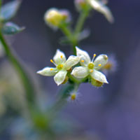 Starry Bedstraw or Desert Bedstraw, Galium stellatum