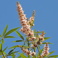 Chaste Tree, Vitex agnus-castus