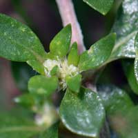 Khaki Weed, Alternanthera caracasana