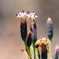 Slender Poreleaf, Odora or Yerba-del-Venado, Porophyllum gracile