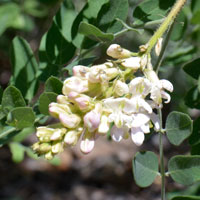 New Mexico Locust, Robinia neomexicana