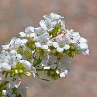 Narrowleaf Yerba Santa, Eriodictyon angustifolium