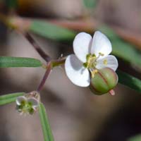 Chiricahua Mountain or Spurge, Chamaesyce florida