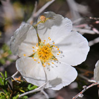 Apache Plume or Apacheplume, Fallugia paradoxa