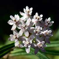 Arizona Milkweed, Asclepias angustifolia