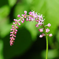 Rougeplant or Pigeonberry, Rivina humilis 