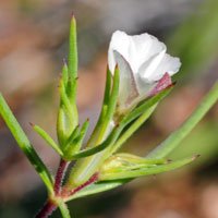 Bigelow's Linanthus, Linanthus bigelovii