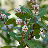 Kearney's Sumac or Kearney Sumac, Rhus kearneyi