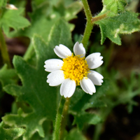 Emory's Rockdaisy or Emory’s Rocklily, Perityle emory