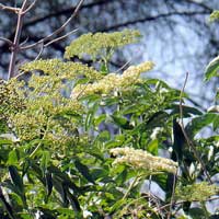 Sambucus nigra ssp. cerulea, Blue Elderberry