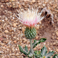 Yellowspine Thistle, flowers pink, purple, white or lavender. Cirsium ochrocentrum