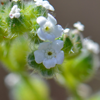 Wingnut Cryptantha or Wingnut Catseye, Cryptantha pterocarya